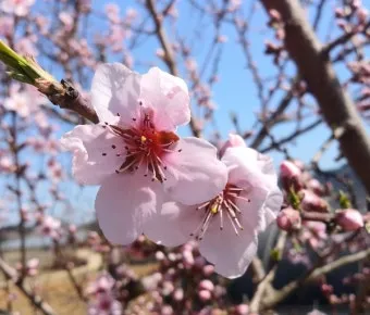 복숭아 나무 한살이 시기_8