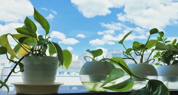 여름철 식물 관리 포인트 스트레스 줄이는 방법