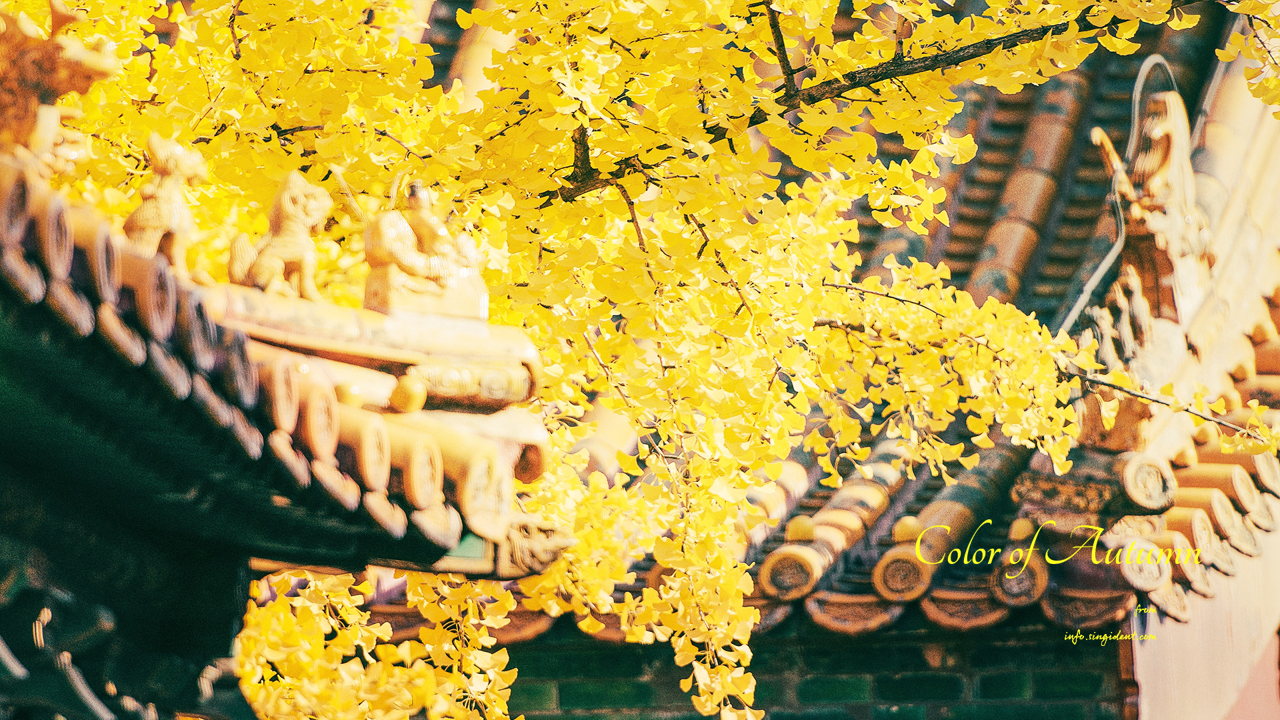 03 은행나무 단풍 C - Color of Autumn 가을배경화면
