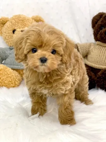 말티푸가격 2024년 솔직한 분양가 정보_9