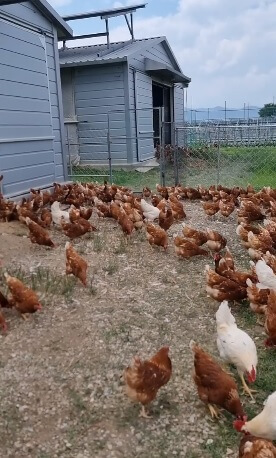 생방송투데이 3784회 환승 직업 두 번째 인생 경주 난각번호 1번 유정란 이삭농장 주문방법