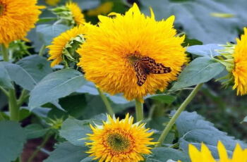 강주 해바라기 축제_10