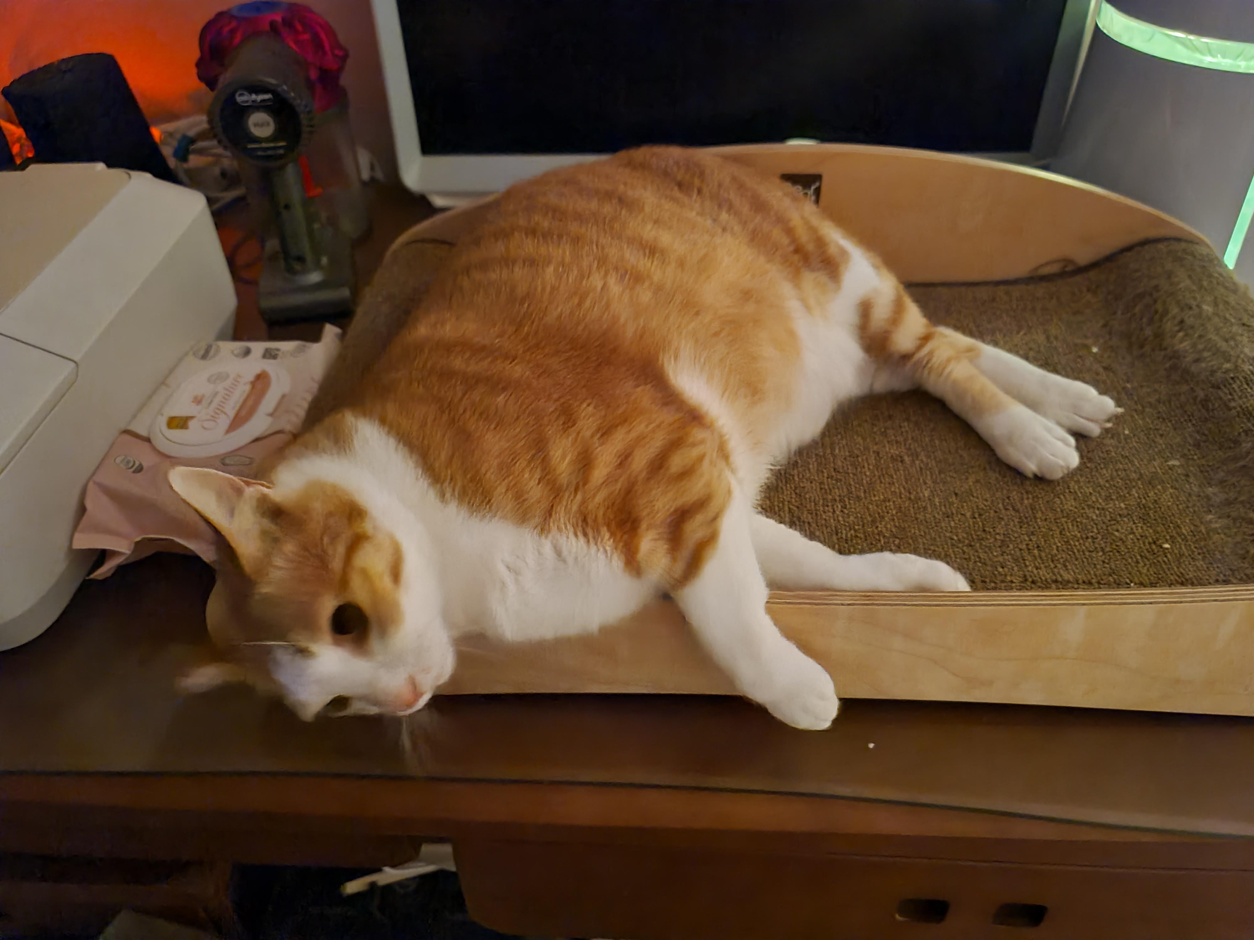 치즈 고양이 형제들의 애교배틀.