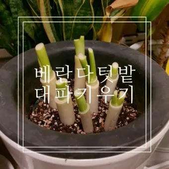 텃밭 대파 키우는 방법 파종 시기_20