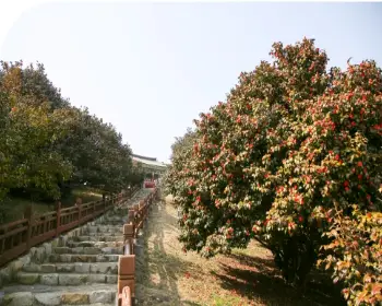 서천 동백꽃 주꾸미 축제_3