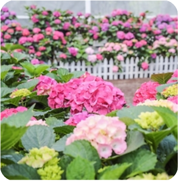 휴애리 수국정원 이미지 출처: 휴애리 홈페이지