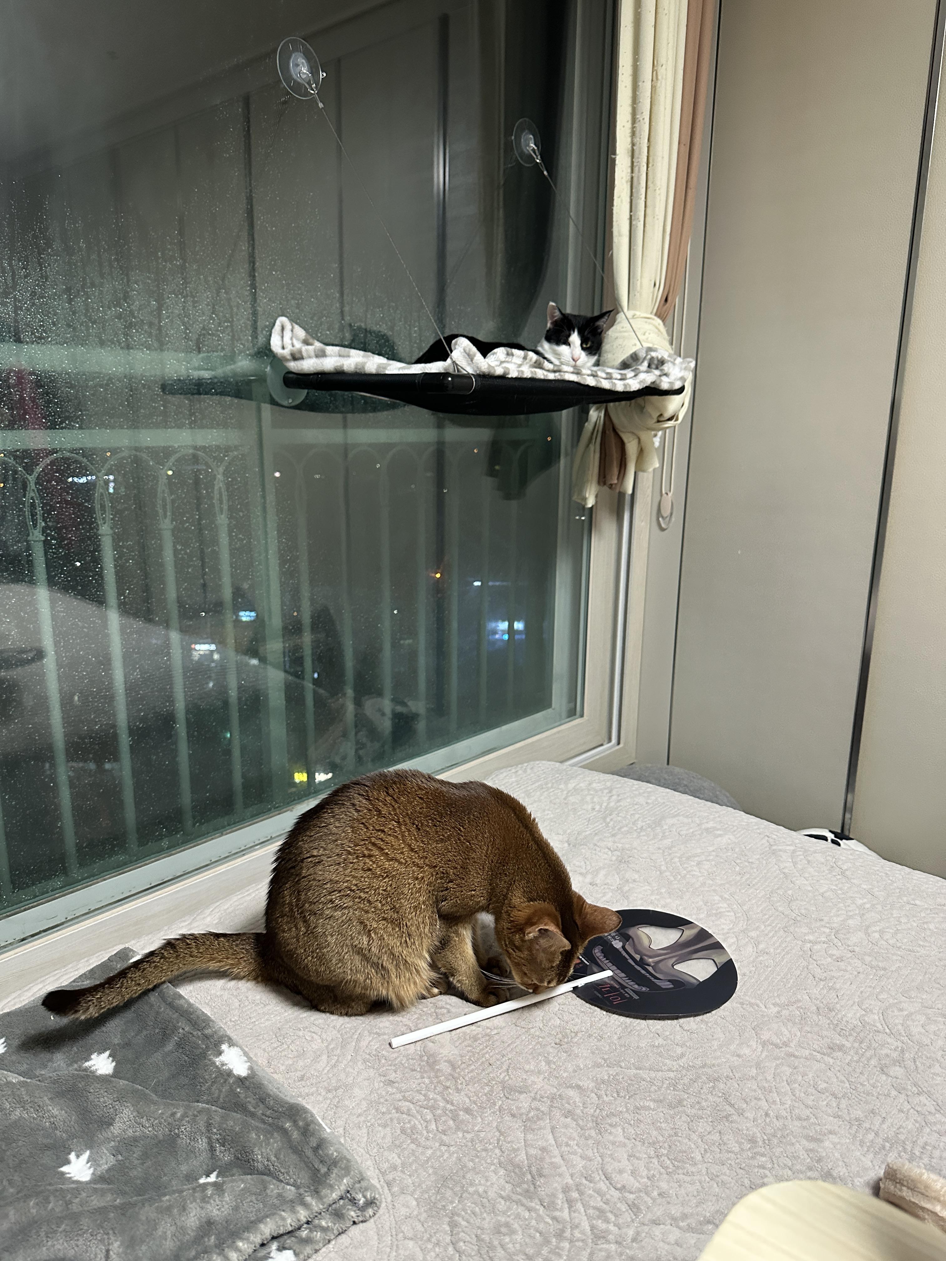 창문_해먹_위에_올라가고_싶은_아비시니안_두리와_해먹위에_올라가_있는_두리