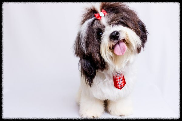 강아지의 입 핥기와 유대감: 사랑의 신호일까?