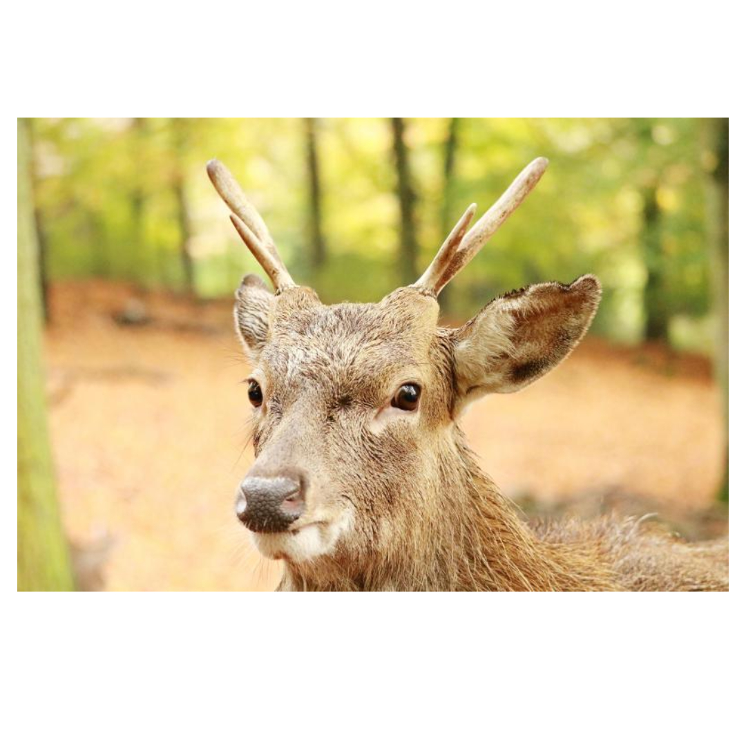 녹용과 관련된 사진입니다.