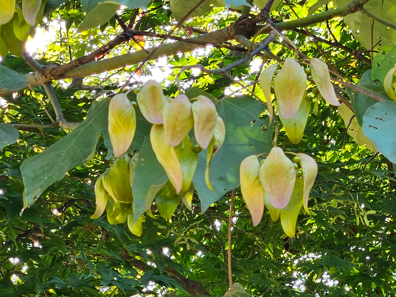 벽오동나무 열매3