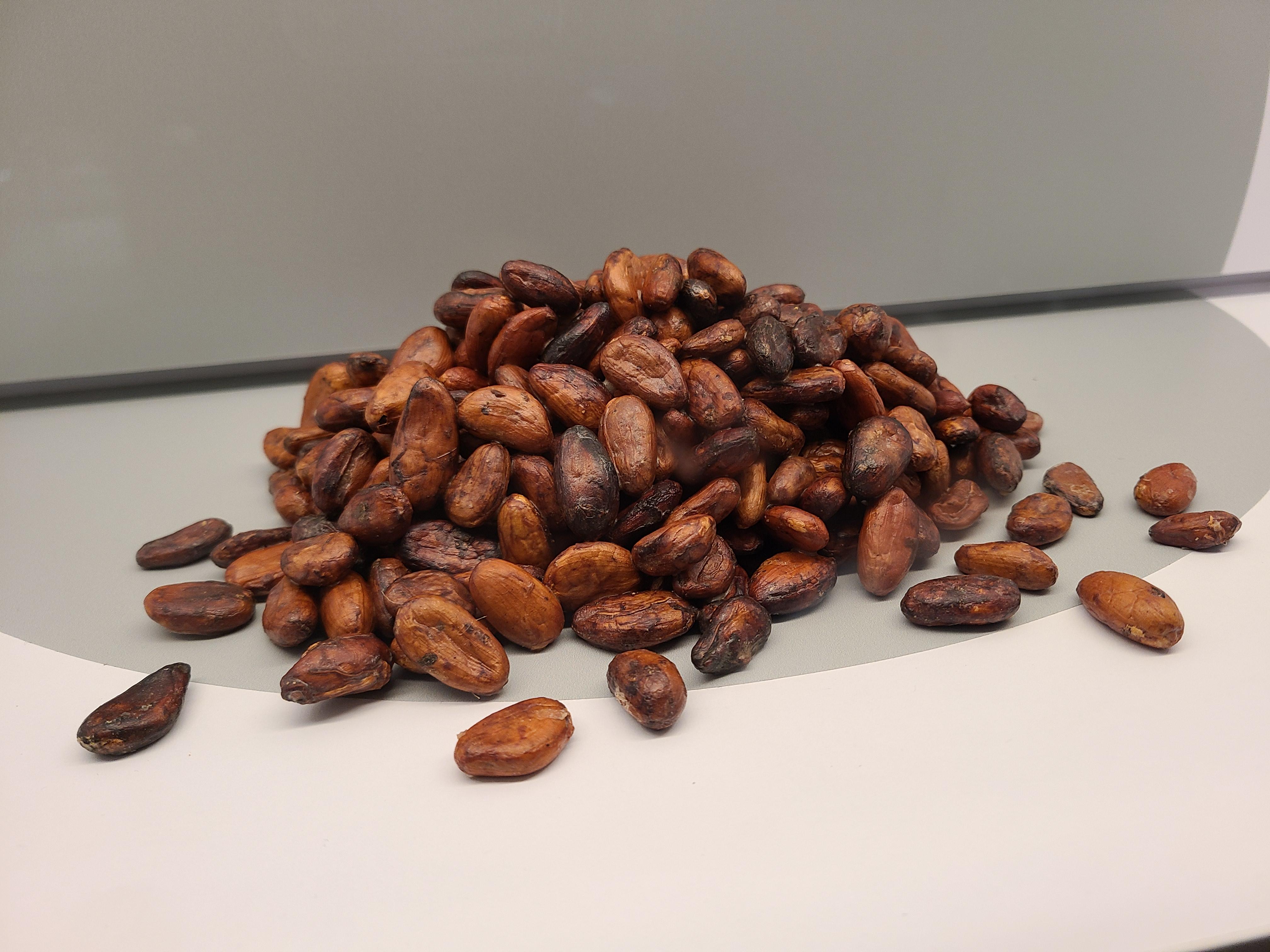 쾰른 임호프 초콜릿박물관 카카오 열매 씨앗 말린것
