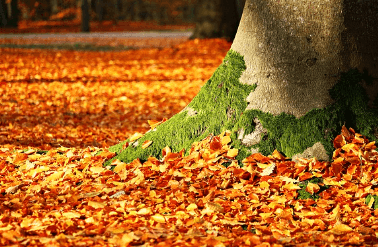 서울 단풍 명소