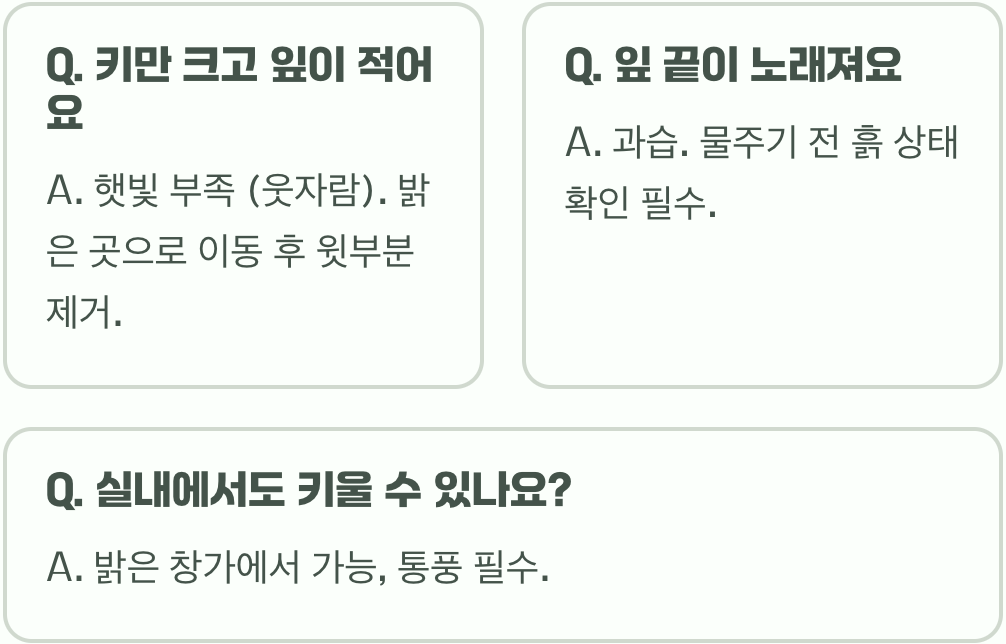 실패 없는 딜허브 키우기 A to Z (씨앗부터 수확까지)