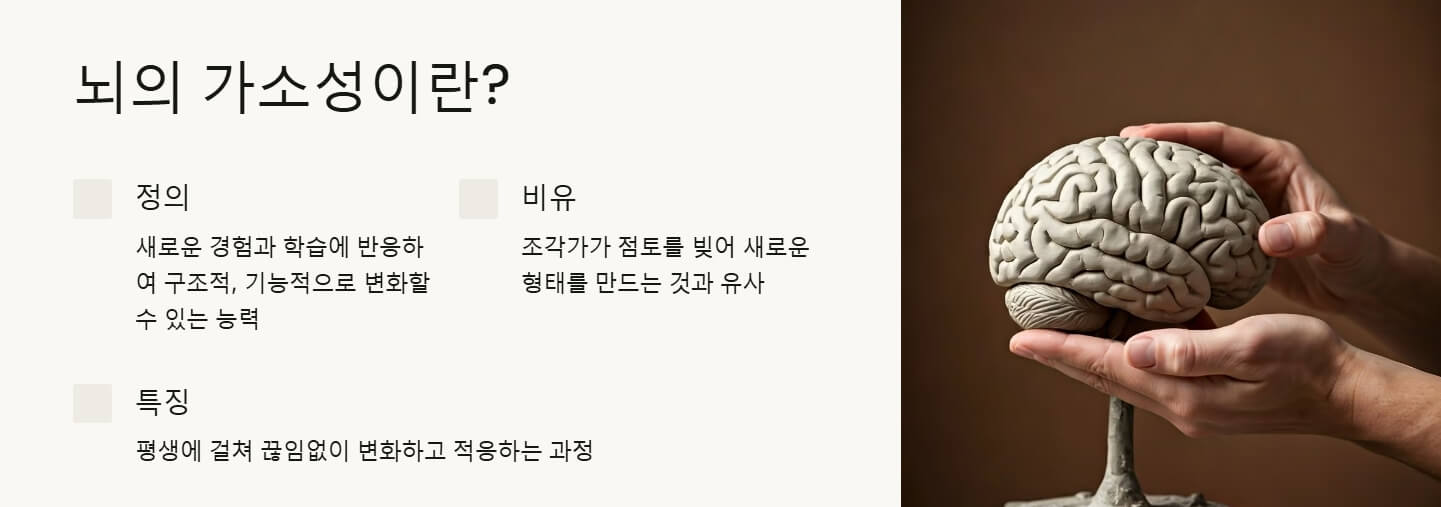 뇌의 가소성