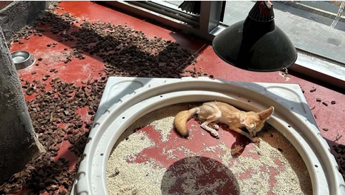 열악한 환경, 동물의 고통이 계속된다