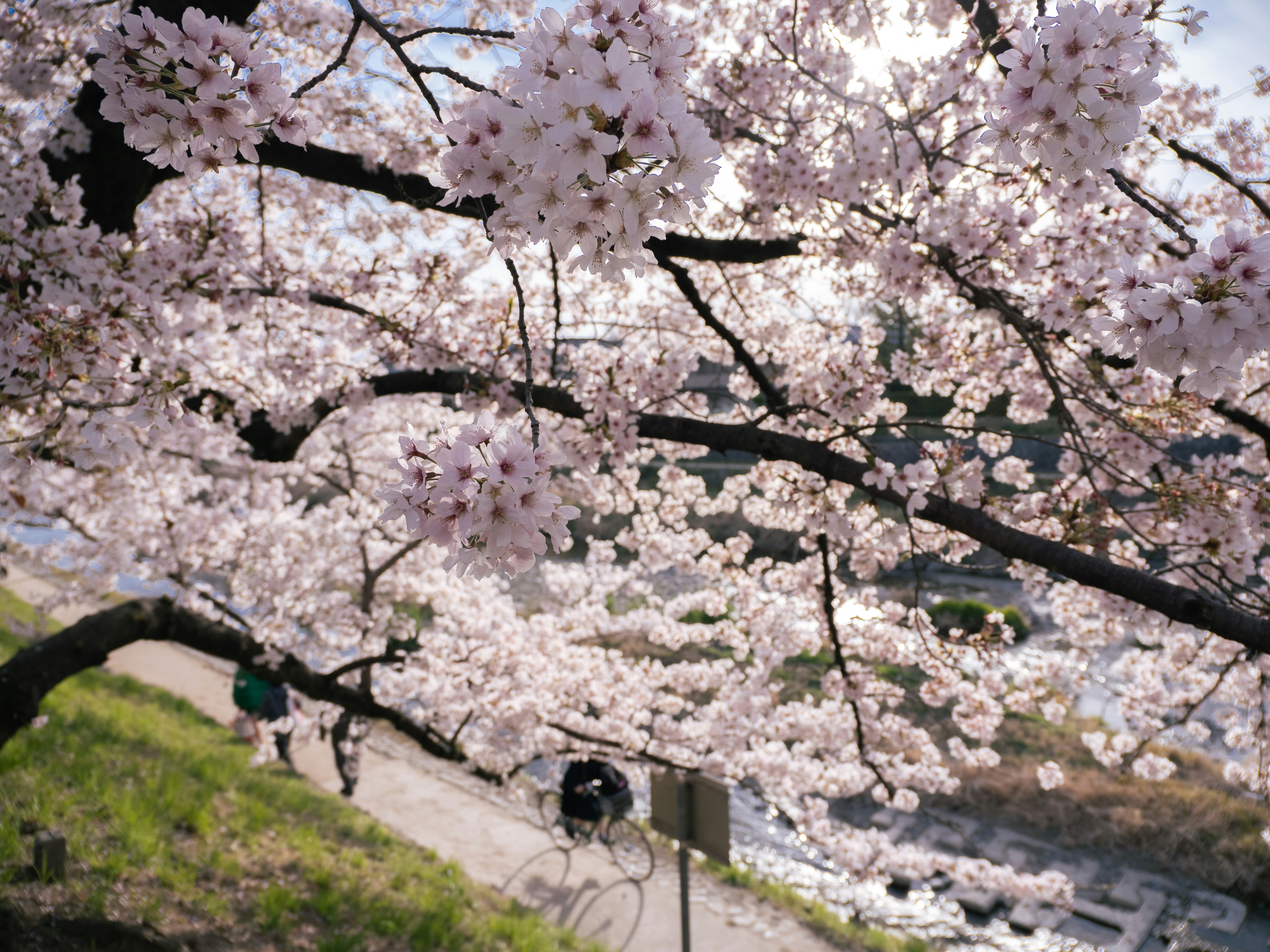 벚꽃 사진