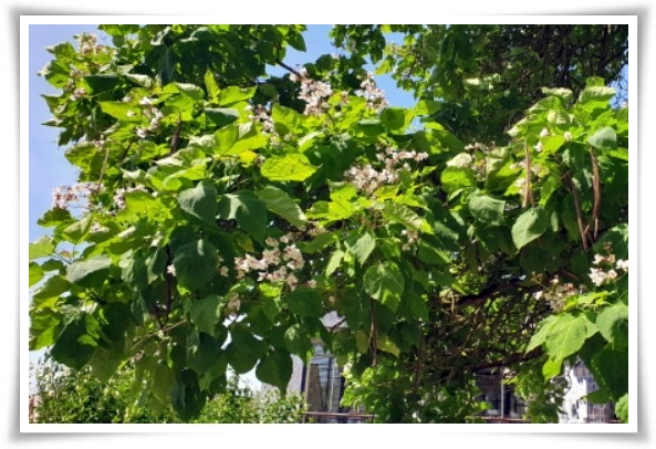 화초 &quot;5월 오동나무 꽃&quot; 봉황이 깃든 신비롭고 화려한 보랏빛 유혹!