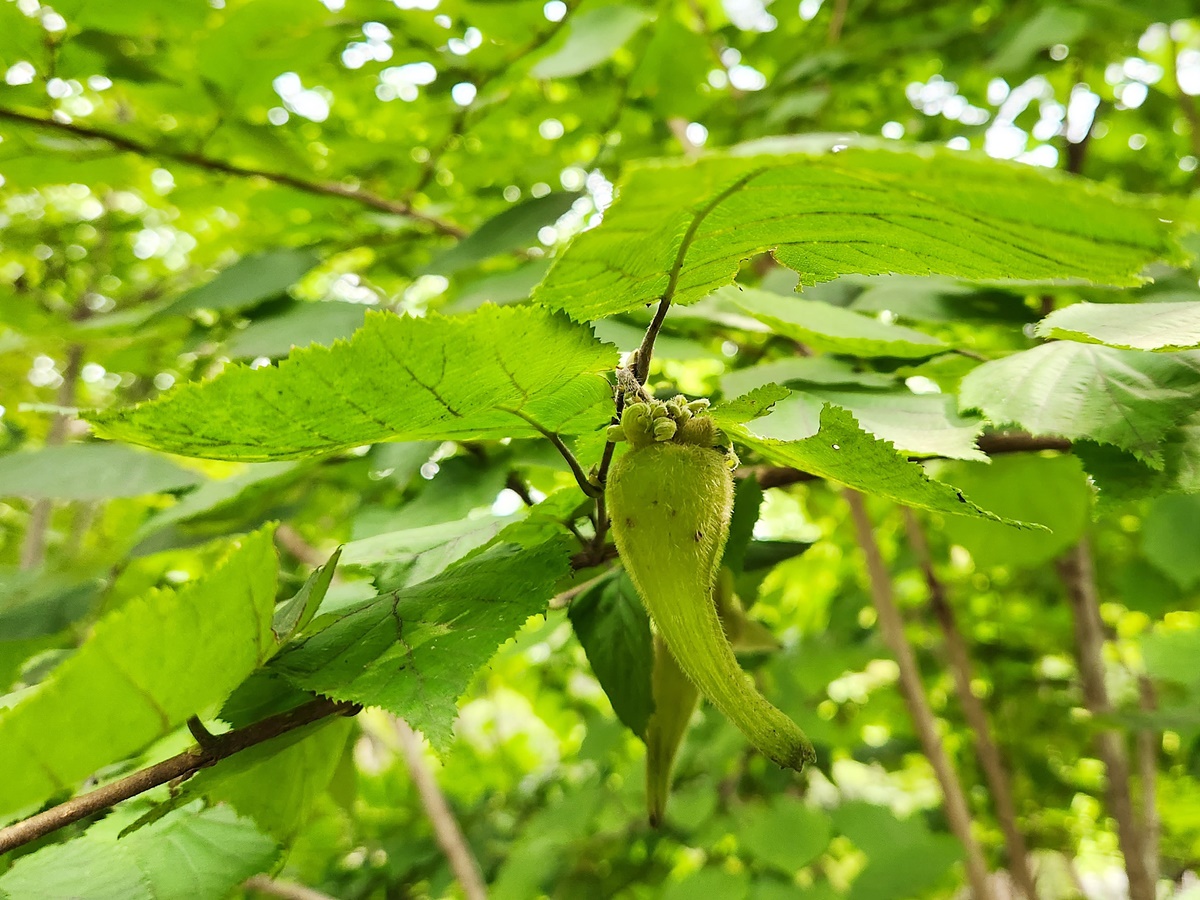 참개암나무