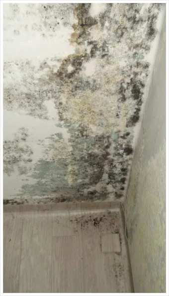 장마철 곰팡이 제거방법 꿀팁 정리 완벽 가이드_13