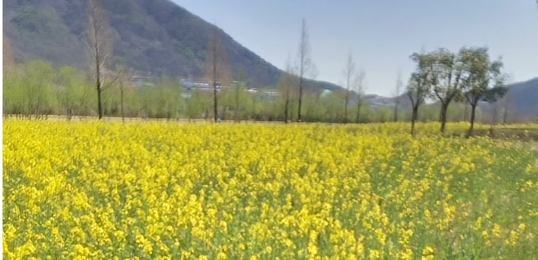 유채꽃 사진