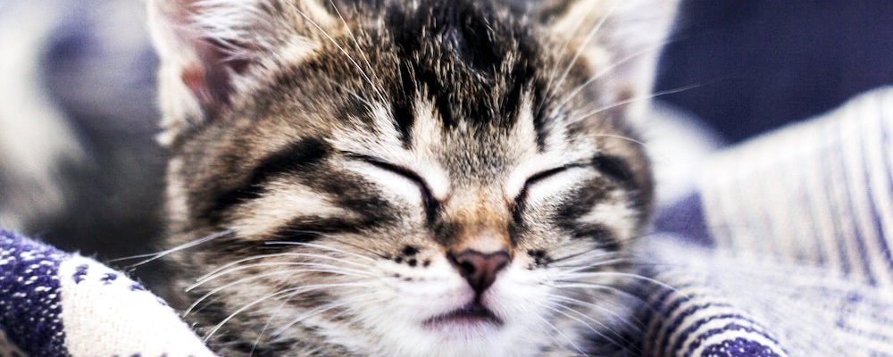 고양이 만지는 법 1