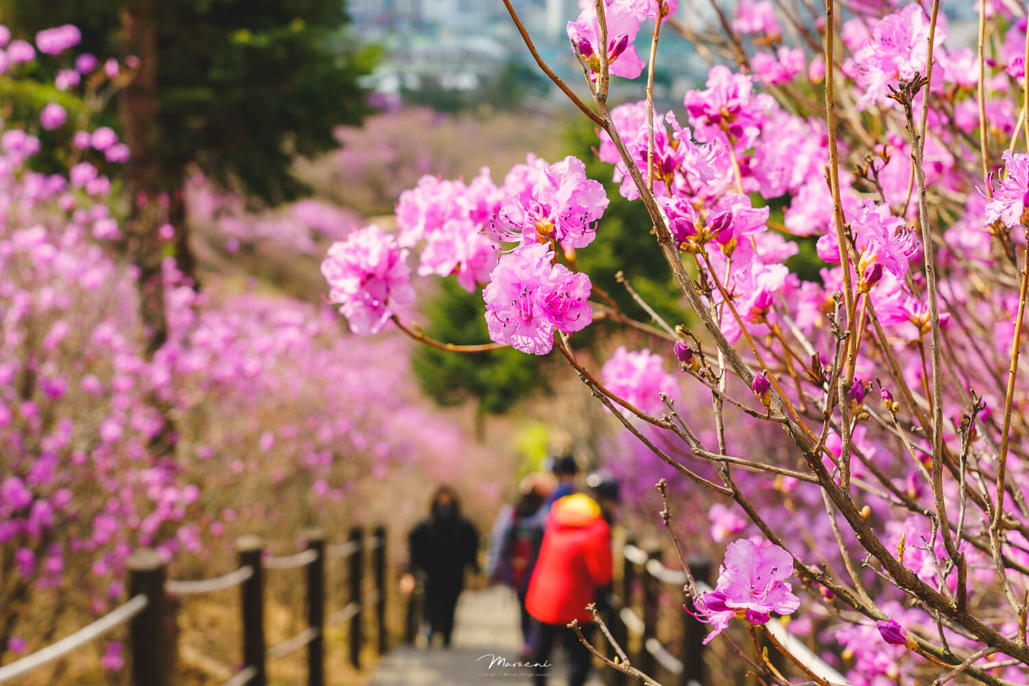 원미산 진달래축제