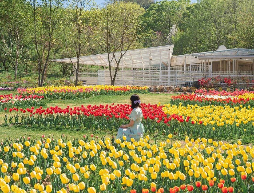 피나클랜드 수선화 튤립 축제