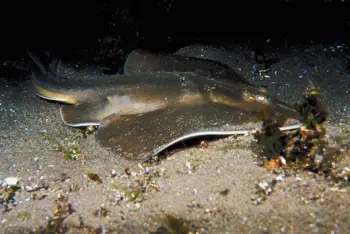 홍어 가격 및 효능&amp;#44; 영양성분 주의점