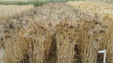 밀 재배 파종 밀도 월동 관리 도복 방지_6