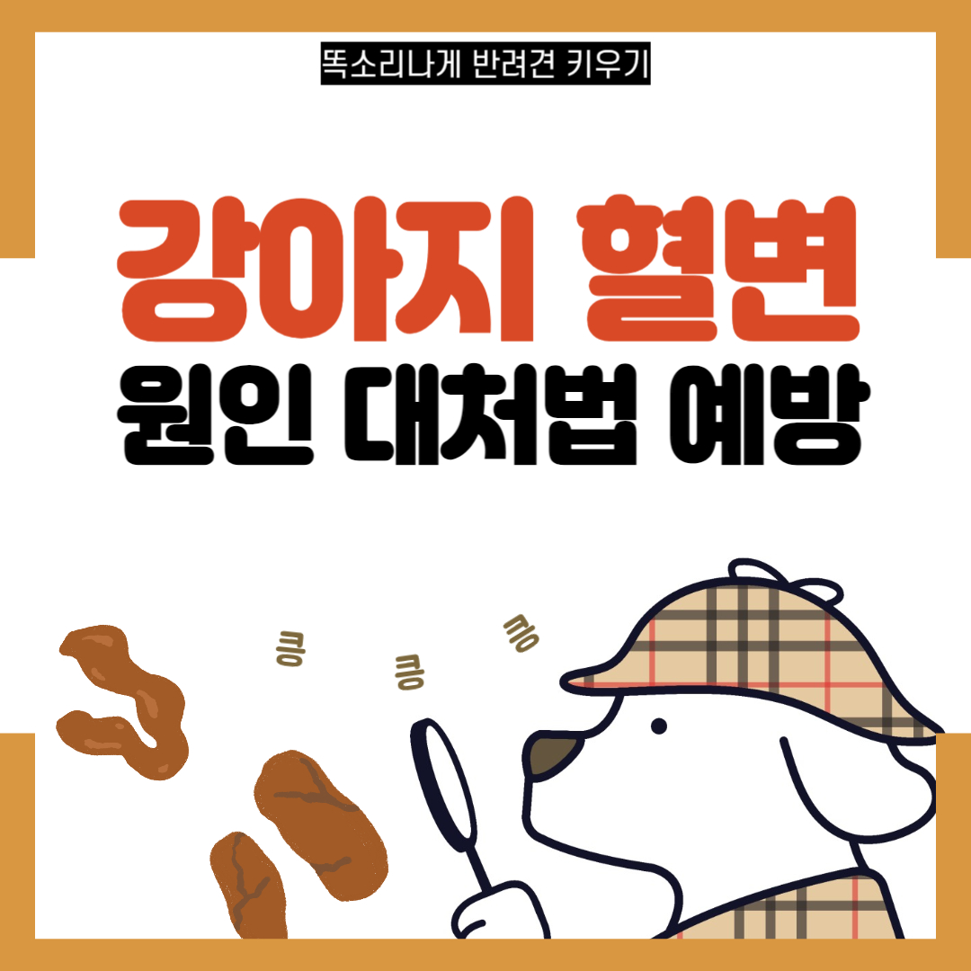 강아지 혈변 원인과 대처 치료방법 예방법