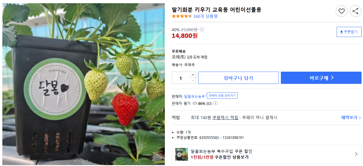 딸기화분-키우기-교육용-어린이선물용