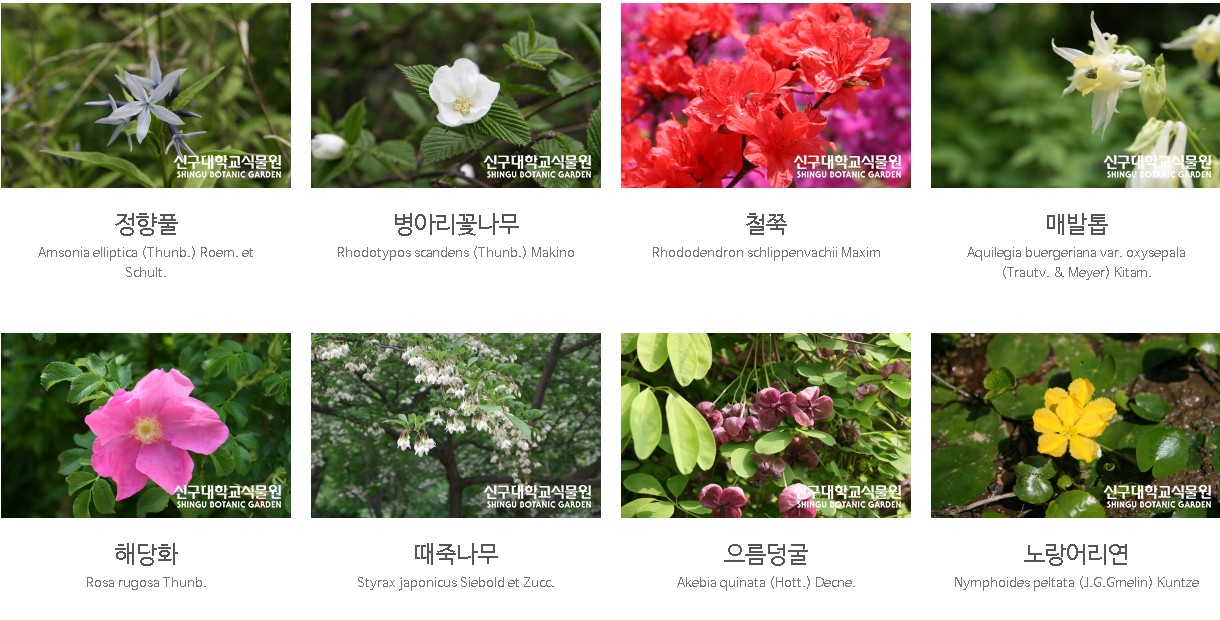 신구대학교식물원 5월에 볼수 있는 꽃