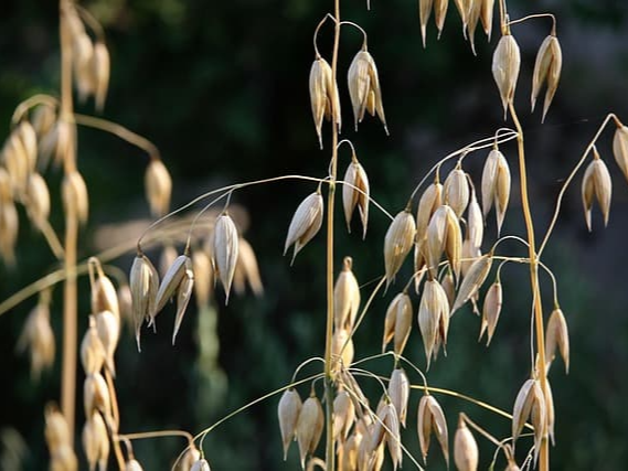 나쁜 콜레스테롤 낮추는 귀리