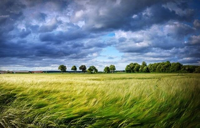 들판에 바람이 세차게 부는 모습