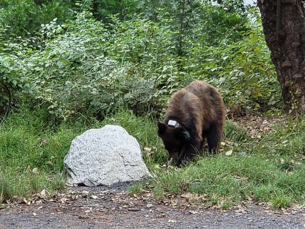 요세미티국립공원의 곰