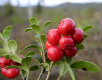 링곤베리 효능 및 영양소, 가격