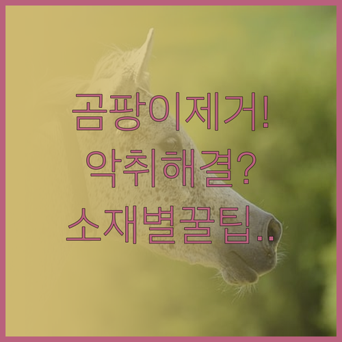 신발 곰팡이 제거 및 신발장 악취 해..