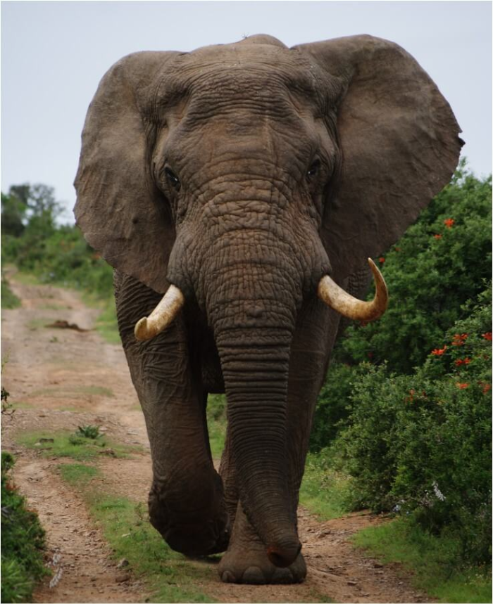 코끼리 꿈 해몽