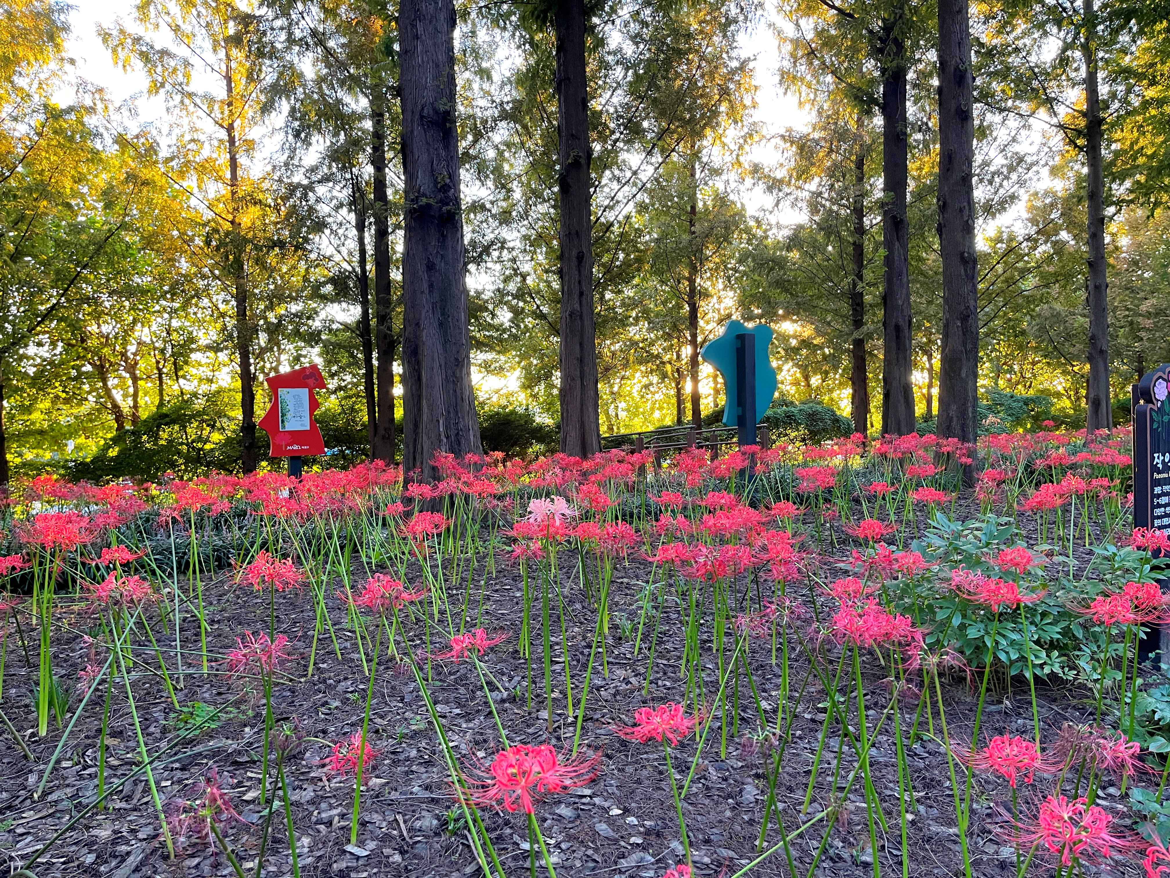 하늘공원 메타세쿼이아길 꽃무릇 시인의 거리