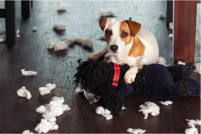 강아지 분리불안 완화 (단계별 훈련, 노즈워크, 환경 적응)