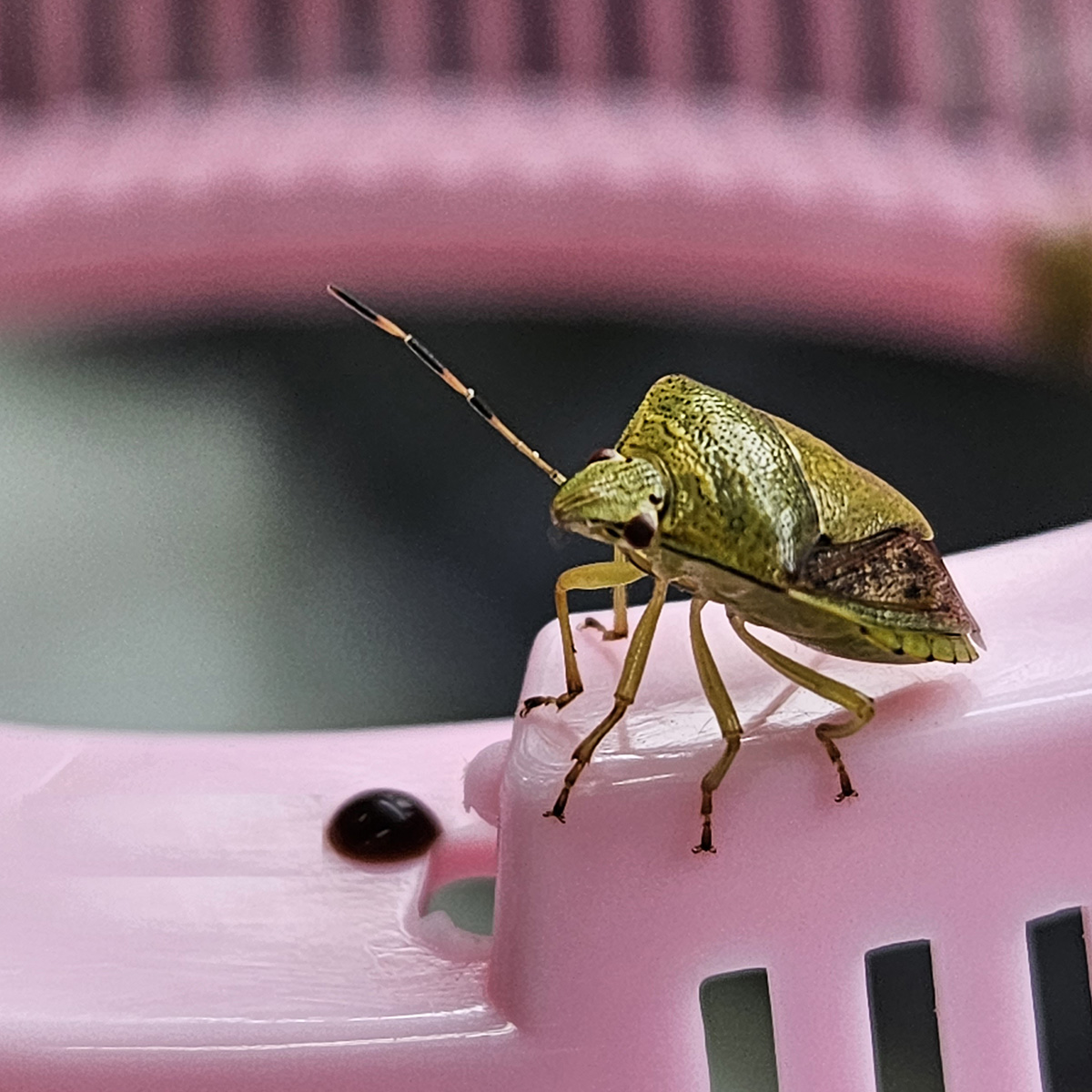 갈색날개노린재11