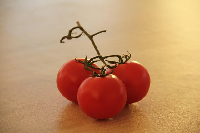 토마토 보관방법