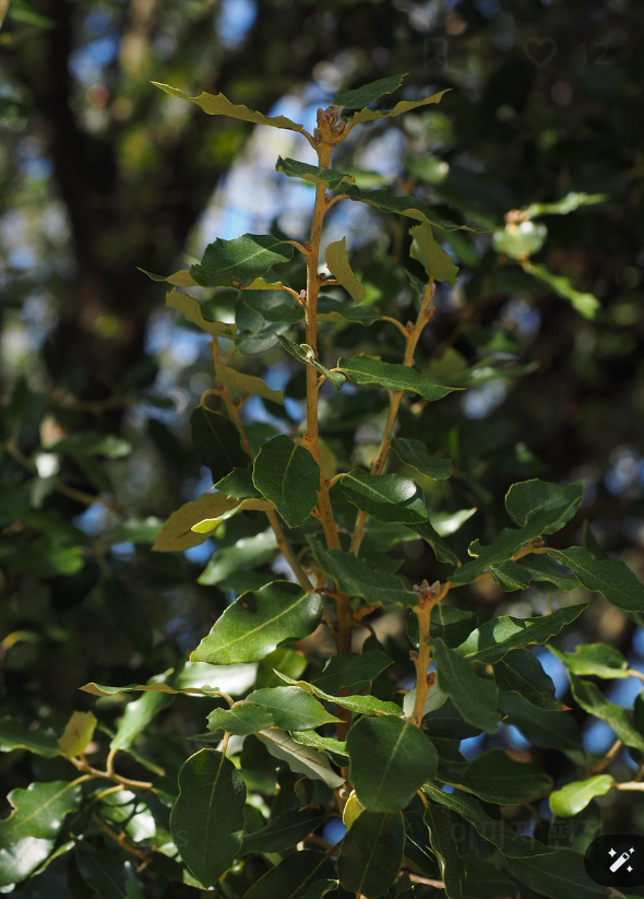 계피 나무와 관련된 사진