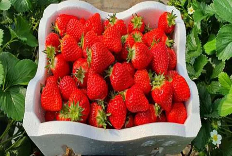 새파란딸기농원