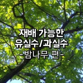 밤나무 재배 수분 수정 꽃가루 관리 해충 방제_7