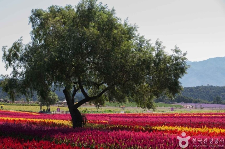 철원 가볼만한곳 베스트 10