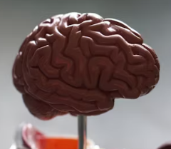 수면 부족이 우리 몸에 미치는 영향 경고 증상 치매