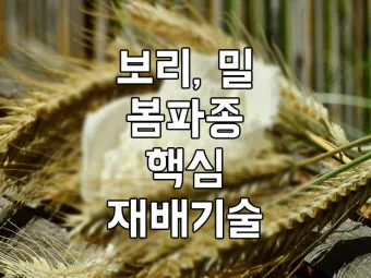 보리 재배 월동 관리 파종 밀도 웃자람 방지_9