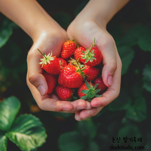 논산 딸기축제 일정 초대가수