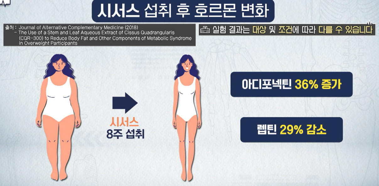 시서스 효능